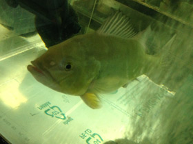 Фото Цихла келбери