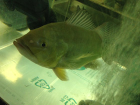 Фото Цихла келбери