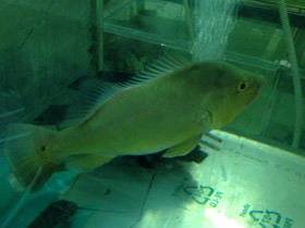 Фото Цихла келбери