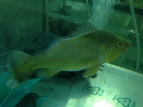 Фото Цихла келбери