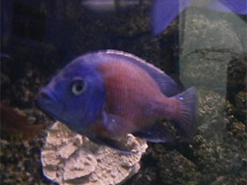 Фото Копадихромис каданго