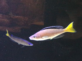 Фото Циприхромис лептосома