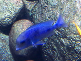 Фото Голубой дельфин