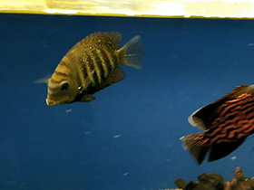 Фото Полосатый этроплюс