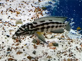 Фото Хромис Марлиера