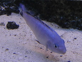 Фото Метриаклима каллаинос