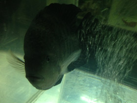 Фото Гаитянская цихлида