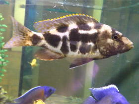 Фото Леопардовый нимбохромис Ливингстона