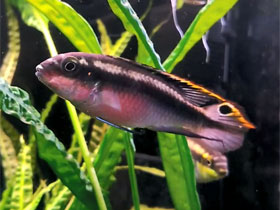 Фото Цихлида-попугай