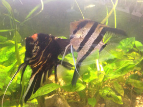 Фото Скалярия