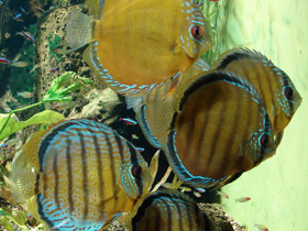 Фото Коричневый дискус