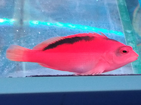 Фото Огненный кудрепёр