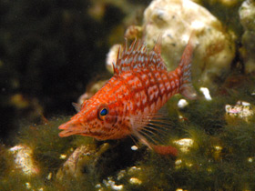 Фото Длиннорылый кудрепёр