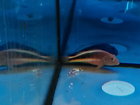 Смотреть фото Кудрепёр Форстера Фото Кудрепёр Форстера