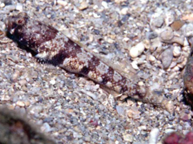 Фото Didogobius amicuscaridis