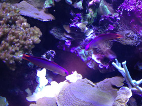 Фото Пурпурный огненный бычок