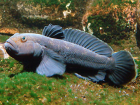 Бычок-кругляк Бычок-кругляк