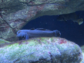 Фото Бычок-кругляк