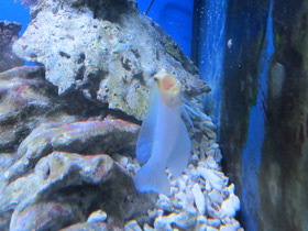 Смотреть фото Желтоголовый карибский бычок Фото Желтоголовый карибский бычок