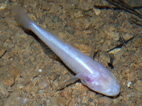 Фото Реликтовый элеотр