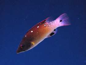 Фото Губан Дианы