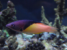 Фото Губан мезоторакс