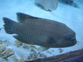 Фото Рыба-наполеон