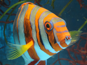 Полосатый клыкастый губан Полосатый клыкастый губан