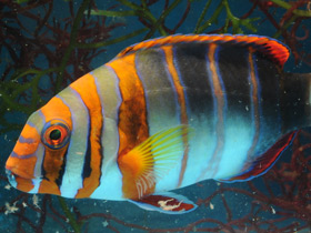 Фото Полосатый клыкастый губан