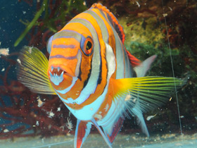 Фото Полосатый клыкастый губан