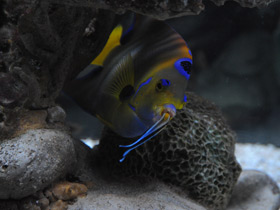 Смотреть фото Голубой губанчик Фото Голубой губанчик