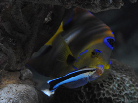 Смотреть фото Голубой губанчик Фото Голубой губанчик