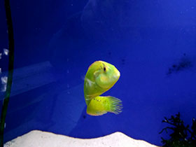 Фото Травяной новакулихт