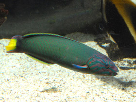 Фото Лунный губан