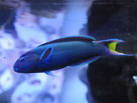 Фото Лунный губан