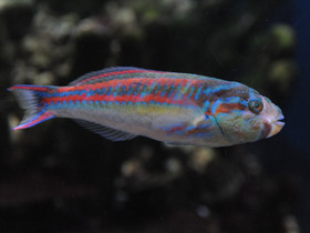 Фото Пятиполосый губан