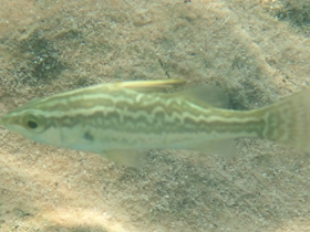 Фото Lates mariae