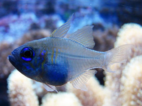 Фото Синеглазый кардинал