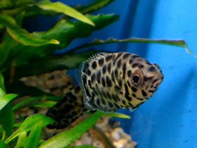 Фото Леопардовая ктенопома