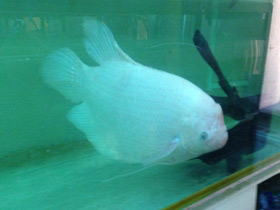 Смотреть фото Промысловый, или гигантский гурами Фото Промысловый, или гигантский гурами