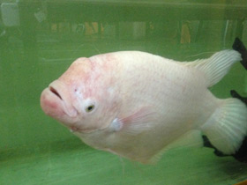 Смотреть фото Промысловый, или гигантский гурами Фото Промысловый, или гигантский гурами