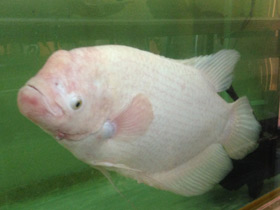 Смотреть фото Промысловый, или гигантский гурами Фото Промысловый, или гигантский гурами