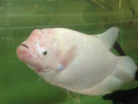 Смотреть фото Промысловый, или гигантский гурами Фото Промысловый, или гигантский гурами