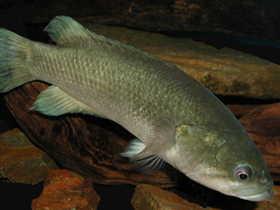 Фото Sandelia bainsii