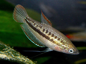 Фото Карликовый гурами