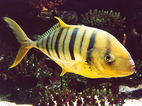 Фото Золотой каранкс