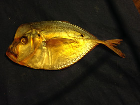 Фото Обыкновенная селена