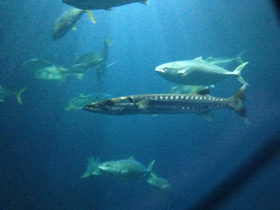 Фото Большая сериола