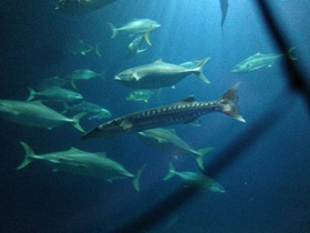 Фото Большая сериола