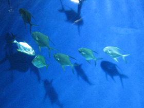 Фото Тупорылый помпано